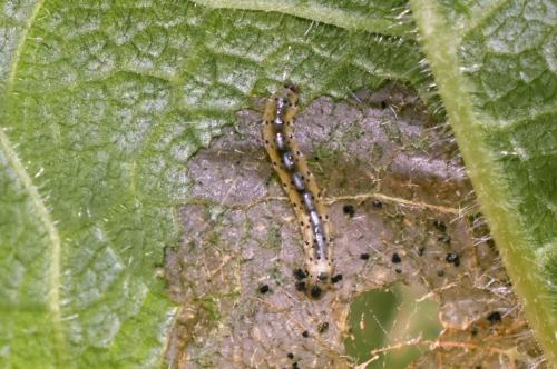 Epermenia chaerophyllella